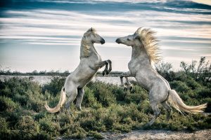 White Camargue horse stallions fighting by the water