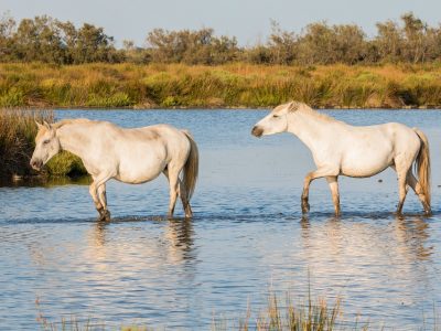 Camargue White Horse Mold Horses White Horses