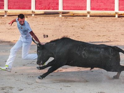 Camargue Race Black Raseteur Horn Bull Cattle