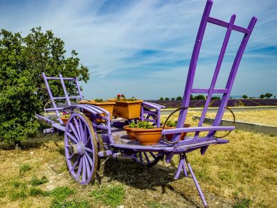 Haute Provence Valensole Lavender Provence Summer